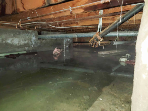 Best Water damage restoration near me  in Nocatee, FL